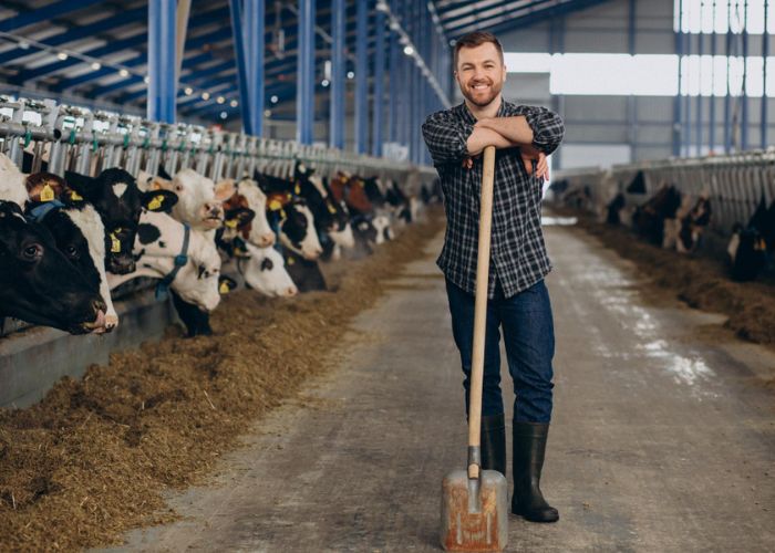 Cow Farming Challenges 