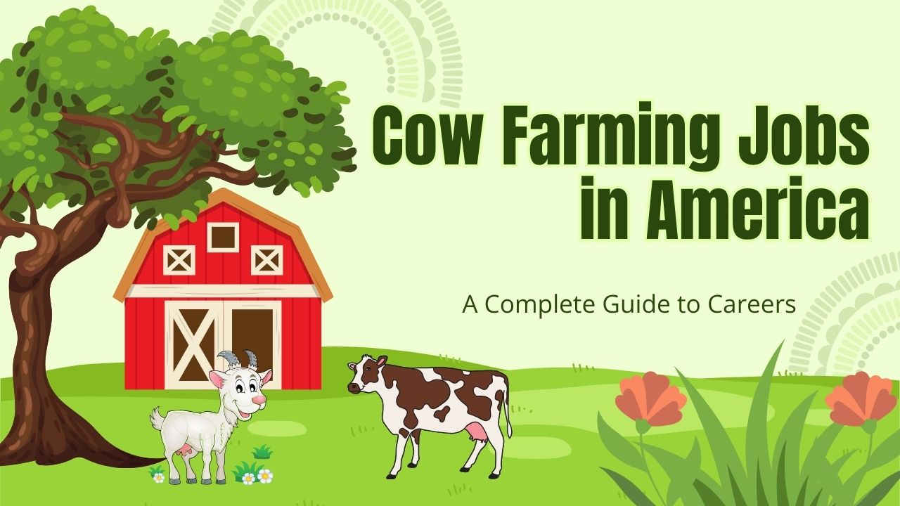 Cow Farming Jobs in America